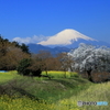 富士山の風景を求めて