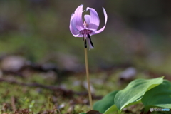 森の花　カタクリ②