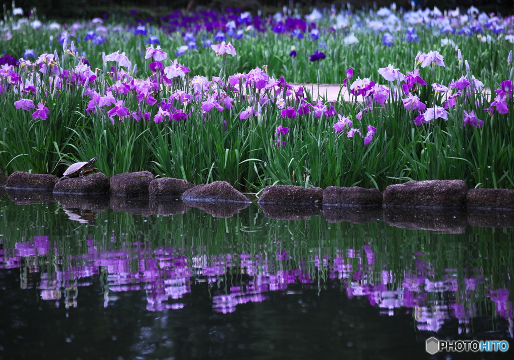 花菖蒲　②