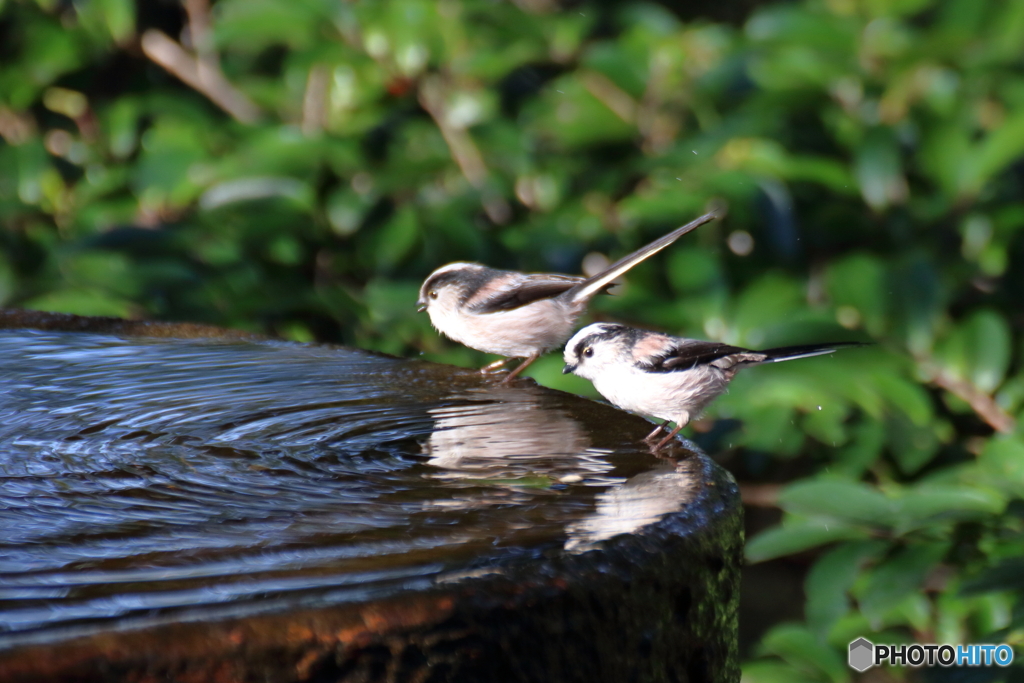 野山の鳥 エナガ