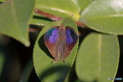 山茶花の葉の蝶