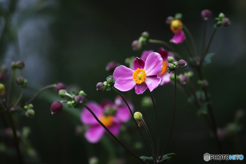 秋明菊