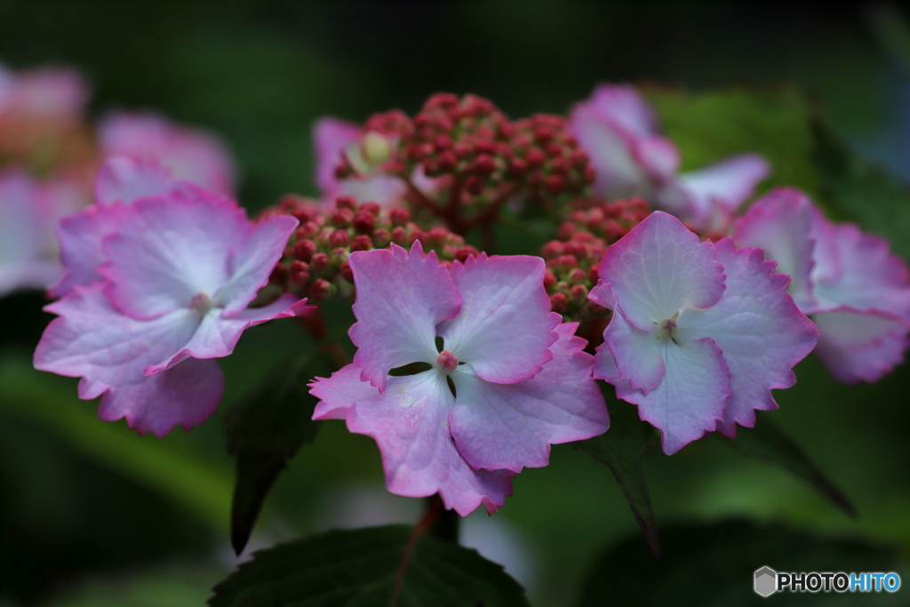 紫陽花②