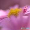 桃色の小菊