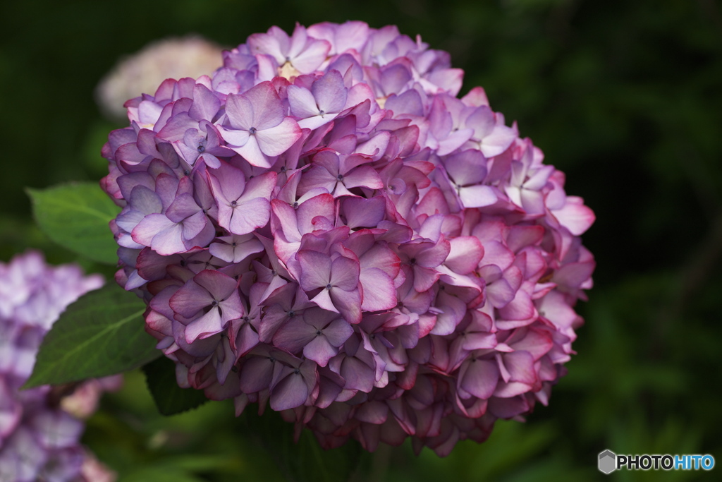 紫陽花　その１