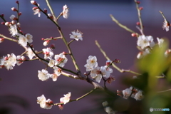 暖かさにつられて　白梅