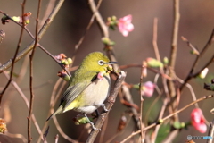 花の首飾り