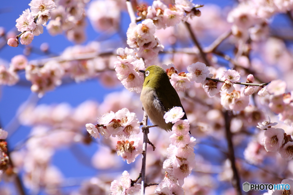 ウメジロー