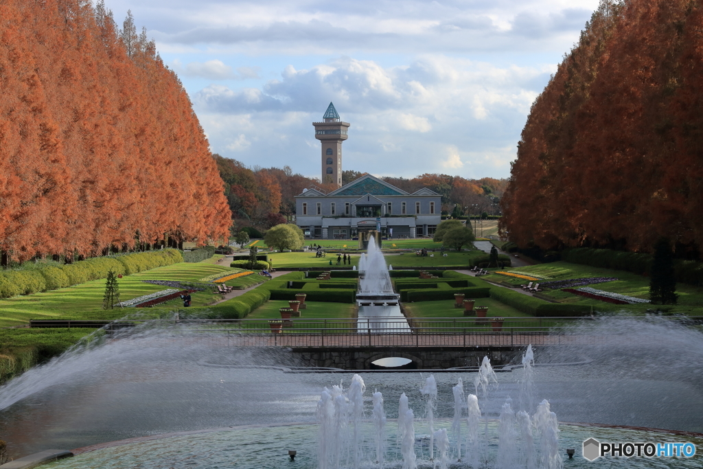 秋の公園　メタセコイア　その２