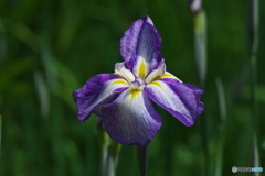 花菖蒲　②