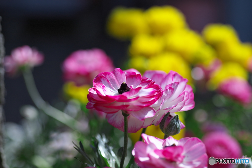 春の花達⑦