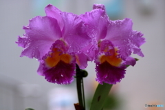蘭の花