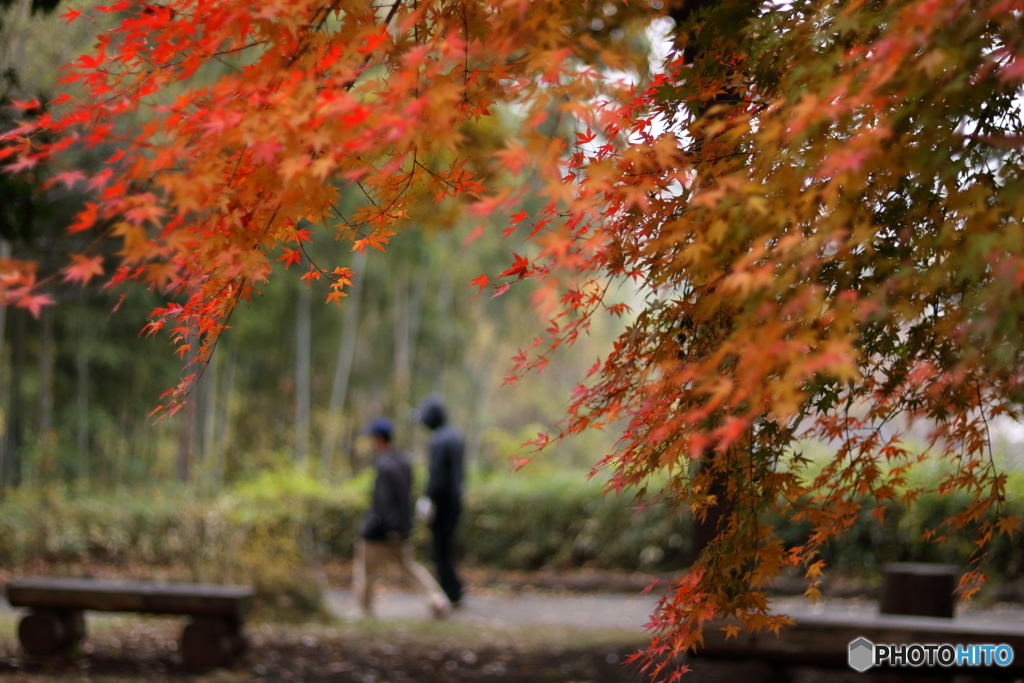 散歩の森