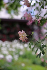 薔薇②
