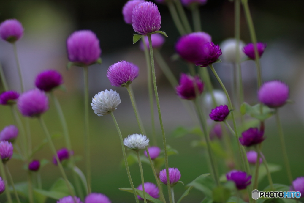 夏の花便り②