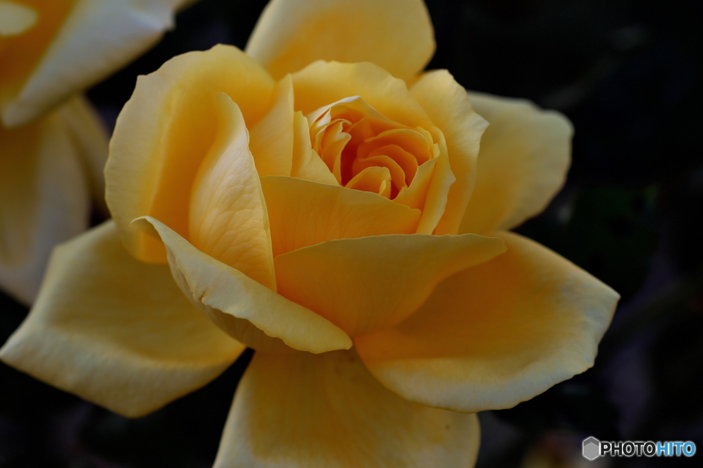 冬の薔薇④