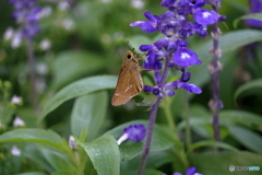 蝶と花②