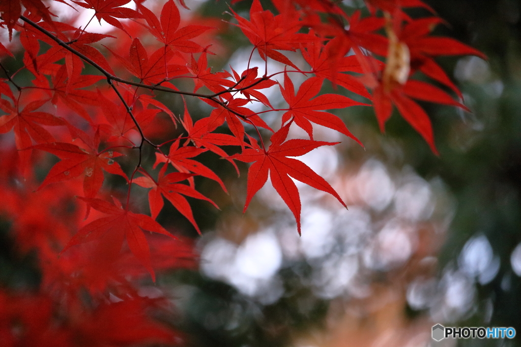 濃紅葉②