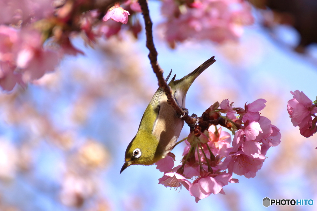 桜とメジロ