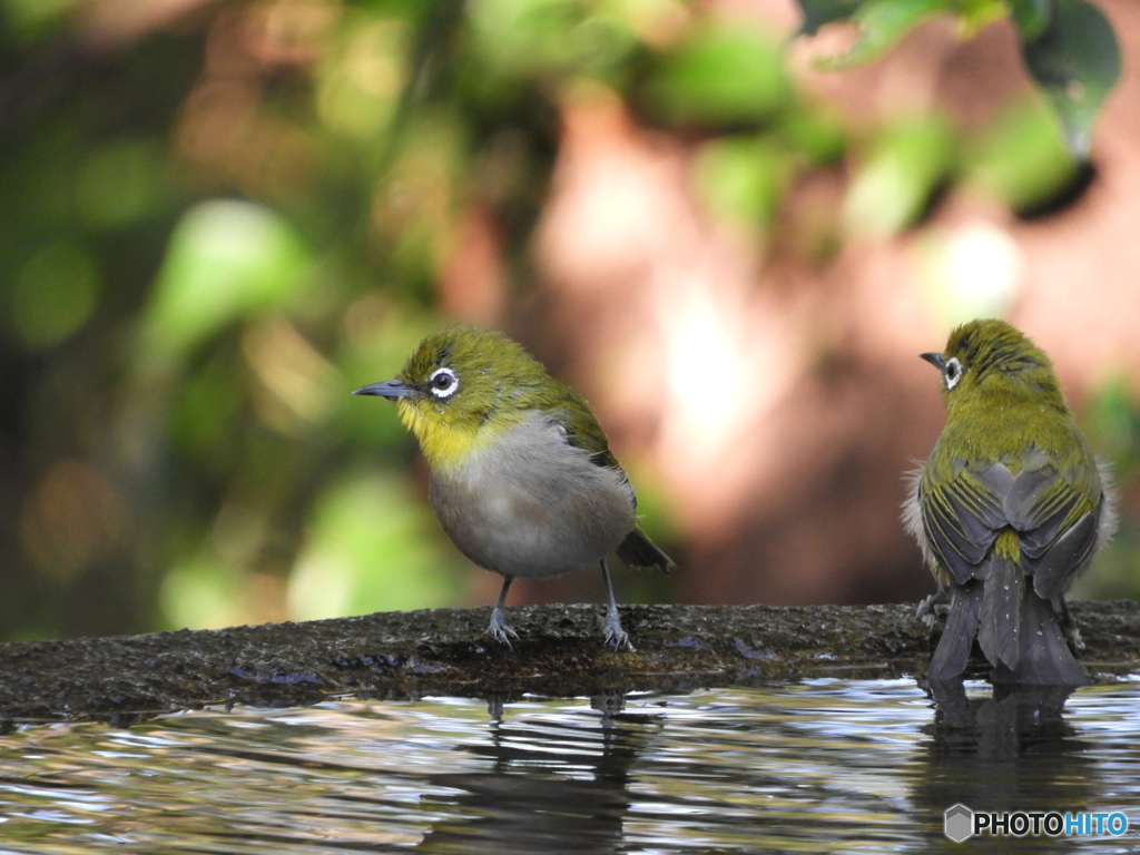 水場の野山の鳥②