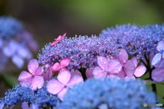 梅雨の花　④