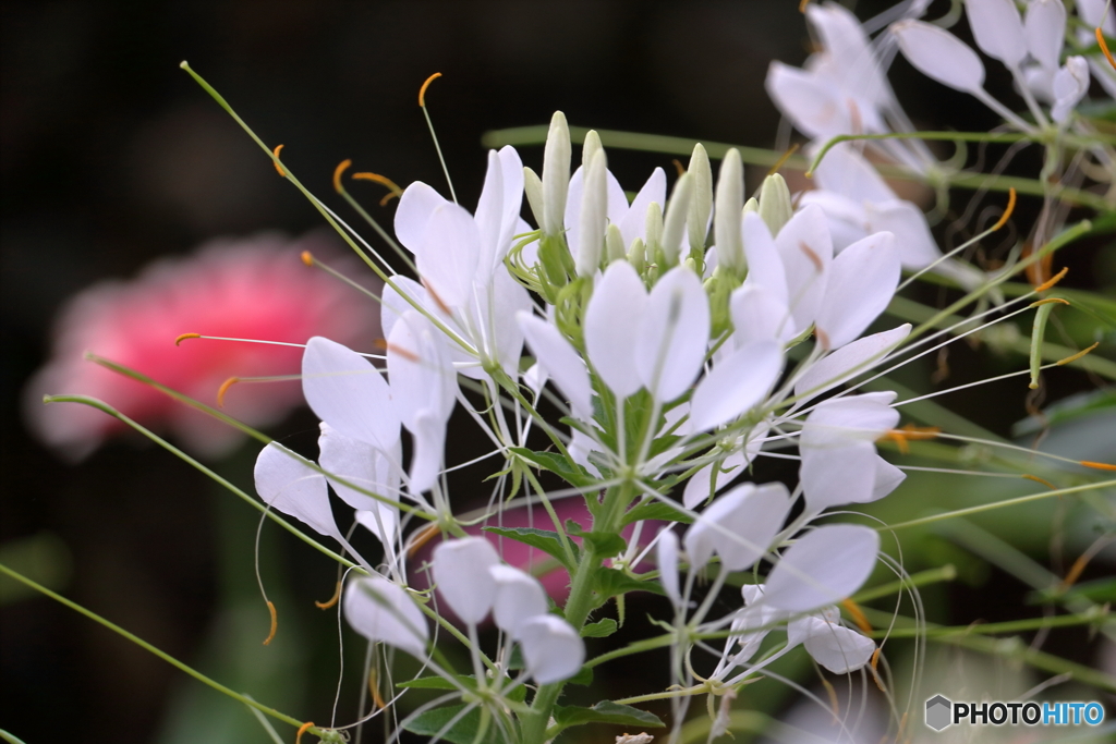 花便り クレオメ