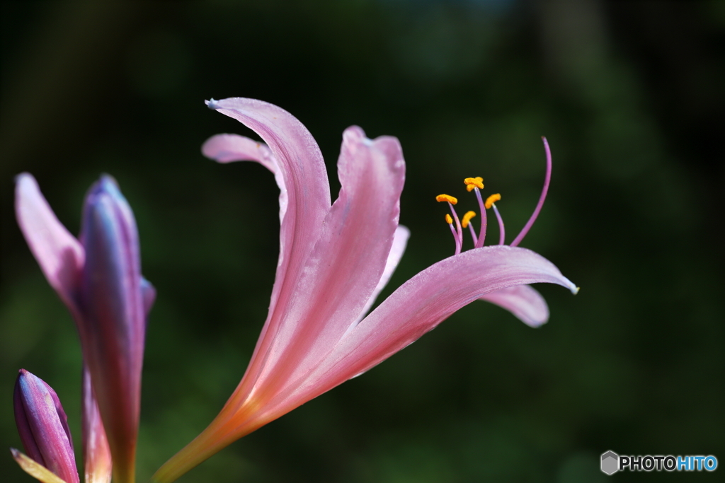 季節の花