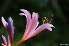 季節の花