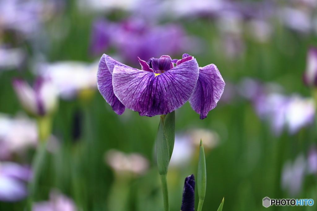 花菖蒲①