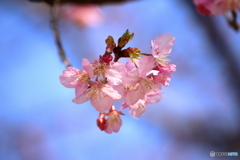 河津桜咲く①