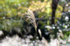 深まりゆく秋　ススキ　