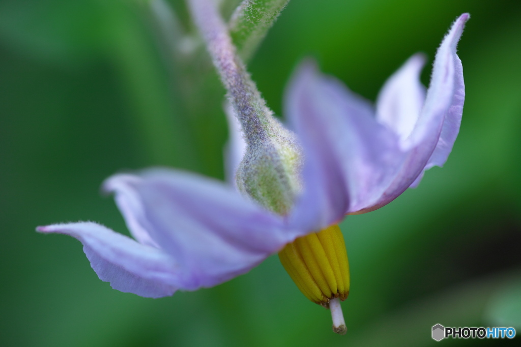 茄子の花