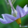 茄子の花