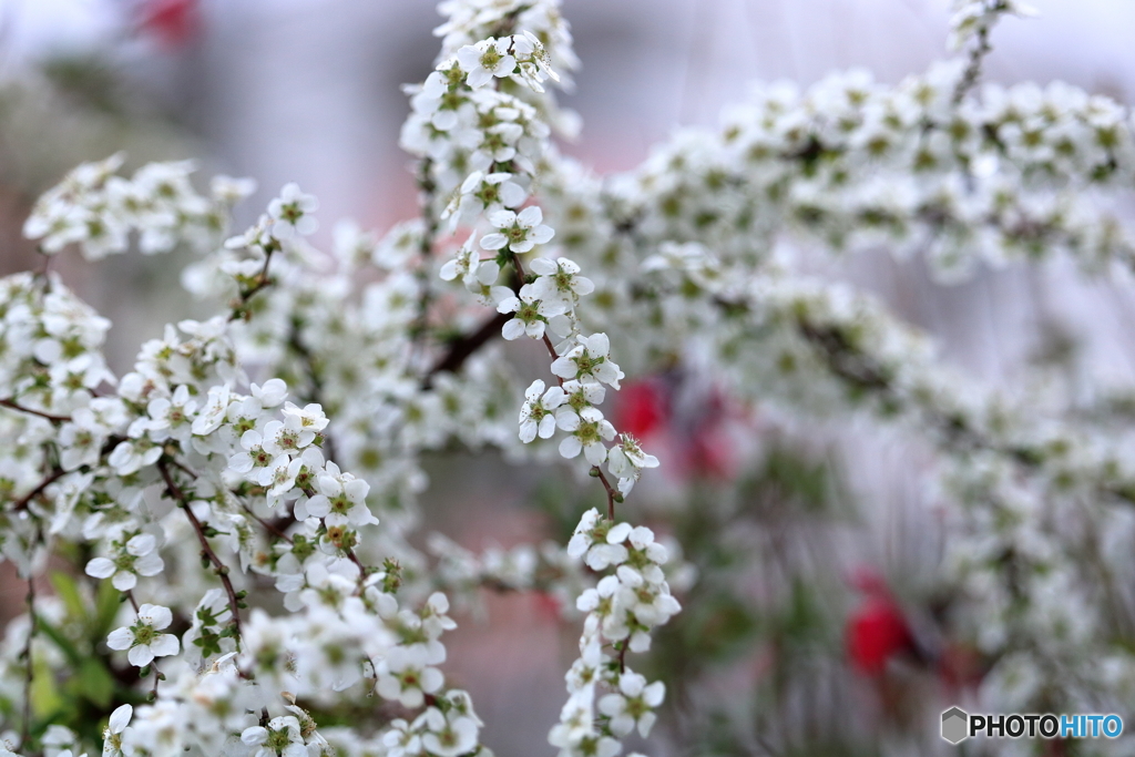 雪柳