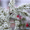 雪柳