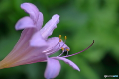花便り　夏水仙