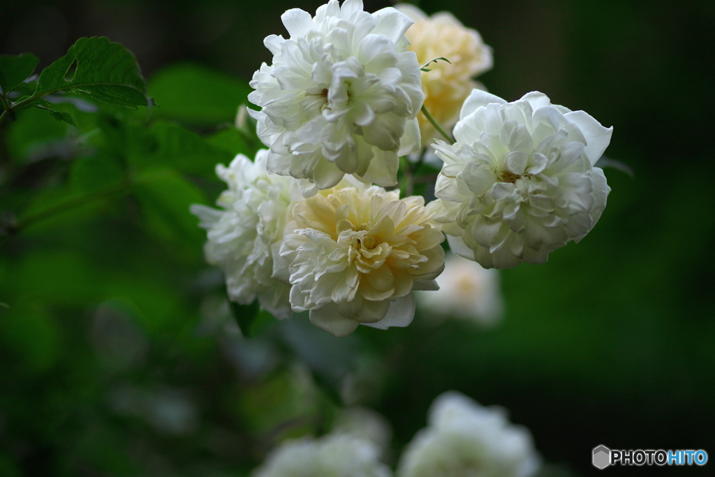 秋の薔薇