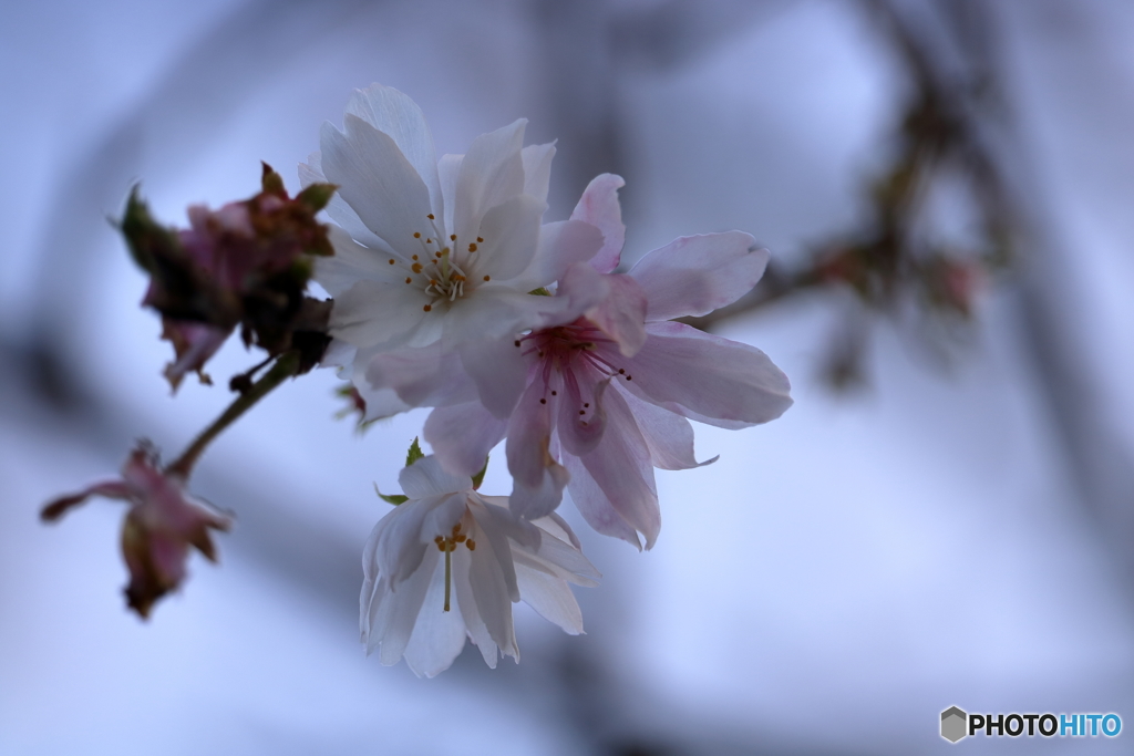 寒々と冬桜
