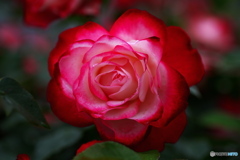 五月の薔薇　その6