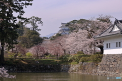 小田原城と桜２