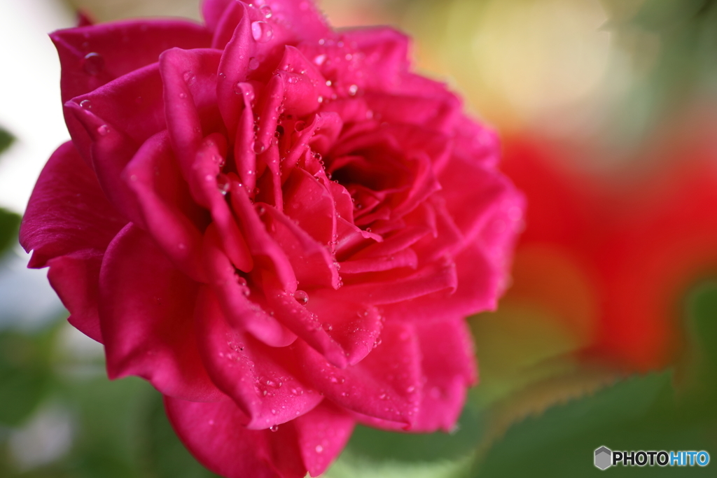 庭のミニ薔薇