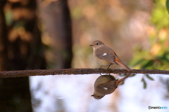 野山の鳥 ジョウビタキ