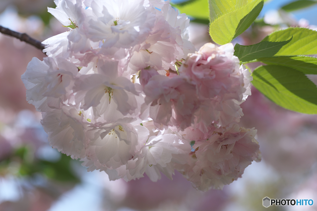 可憐な桜です・・・♪