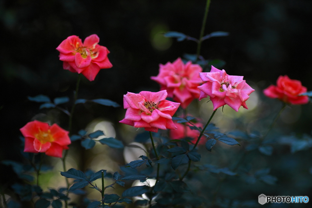 花色と香の世界