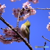 サクジロー