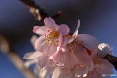 暖かさにつられて　寒桜