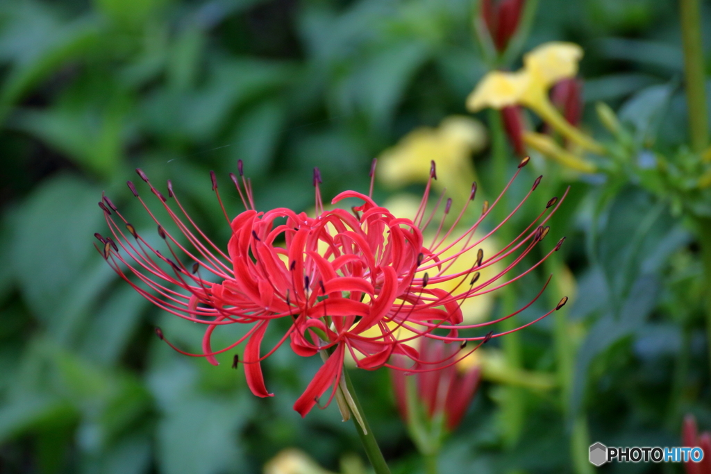 天上に咲く花１