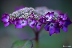 庭の紫陽花①