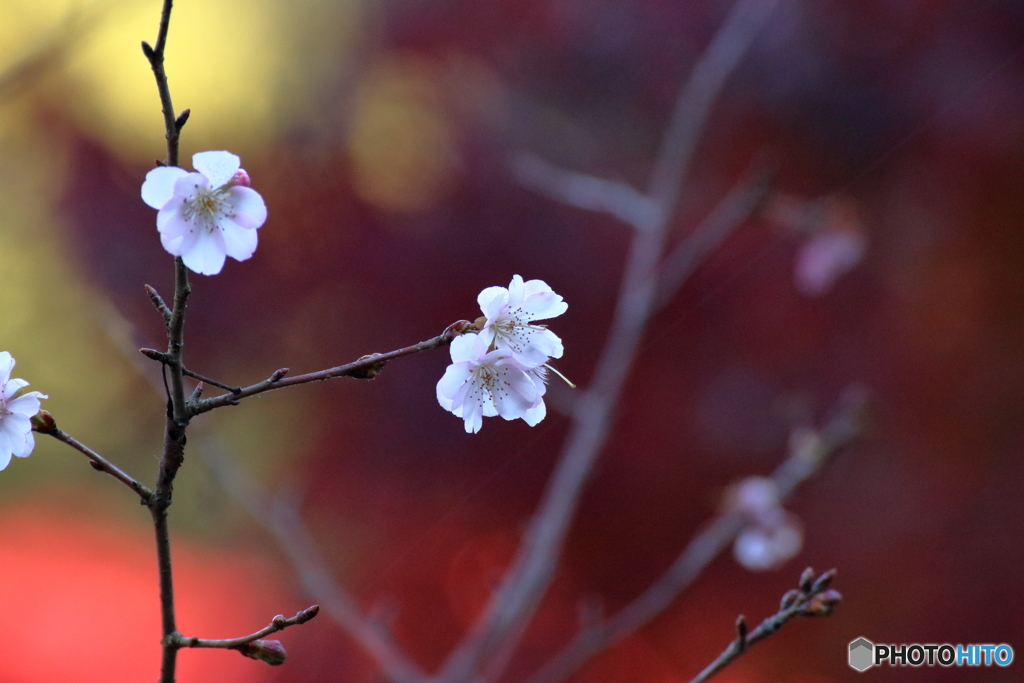 冬桜