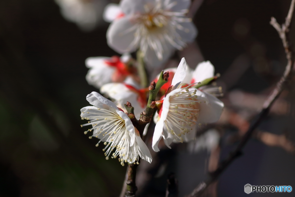 梅花　白